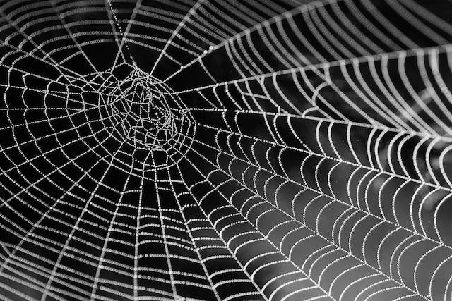 The Spiders Web Trap